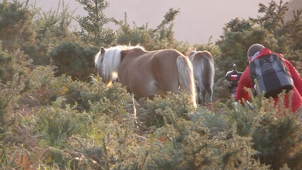 Long Termer Review: Dave’s Santa Cruz Highball