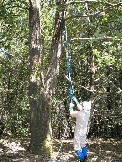 Mountain Bikers Urged To Help Beat Deadly Tree Disease At Bwlch Nant Yr Arian