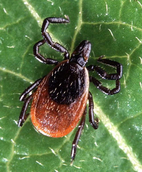 Tick Bite Prevention Week