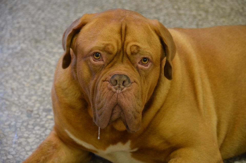 Boomer_Hound