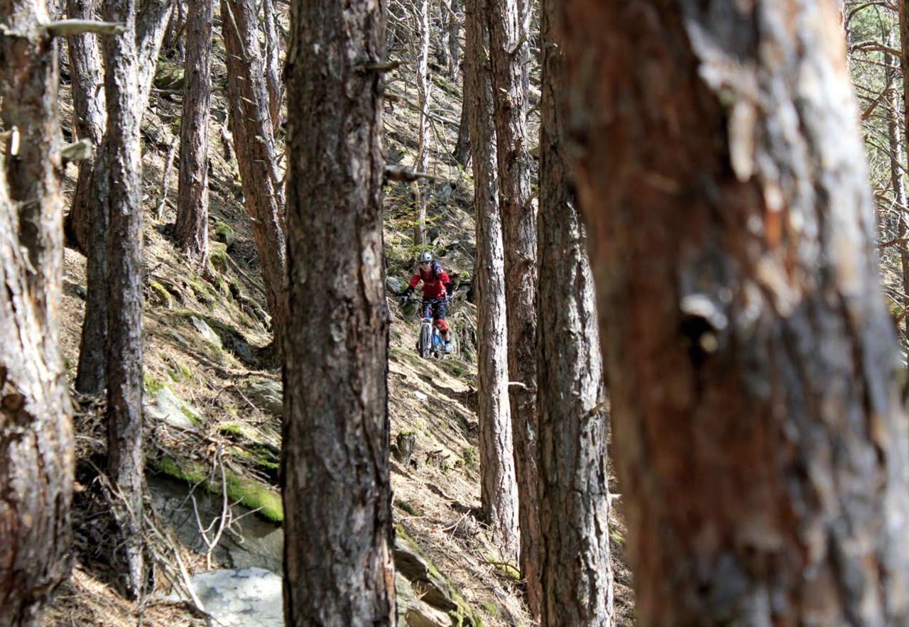 Trees, woods, seeing, etc