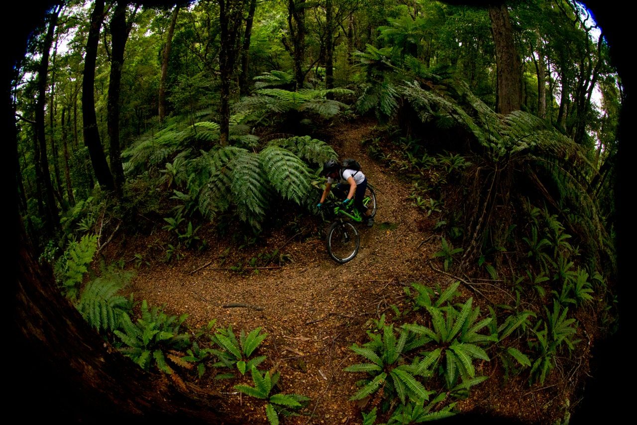 Wakamarina Track ferny goodness