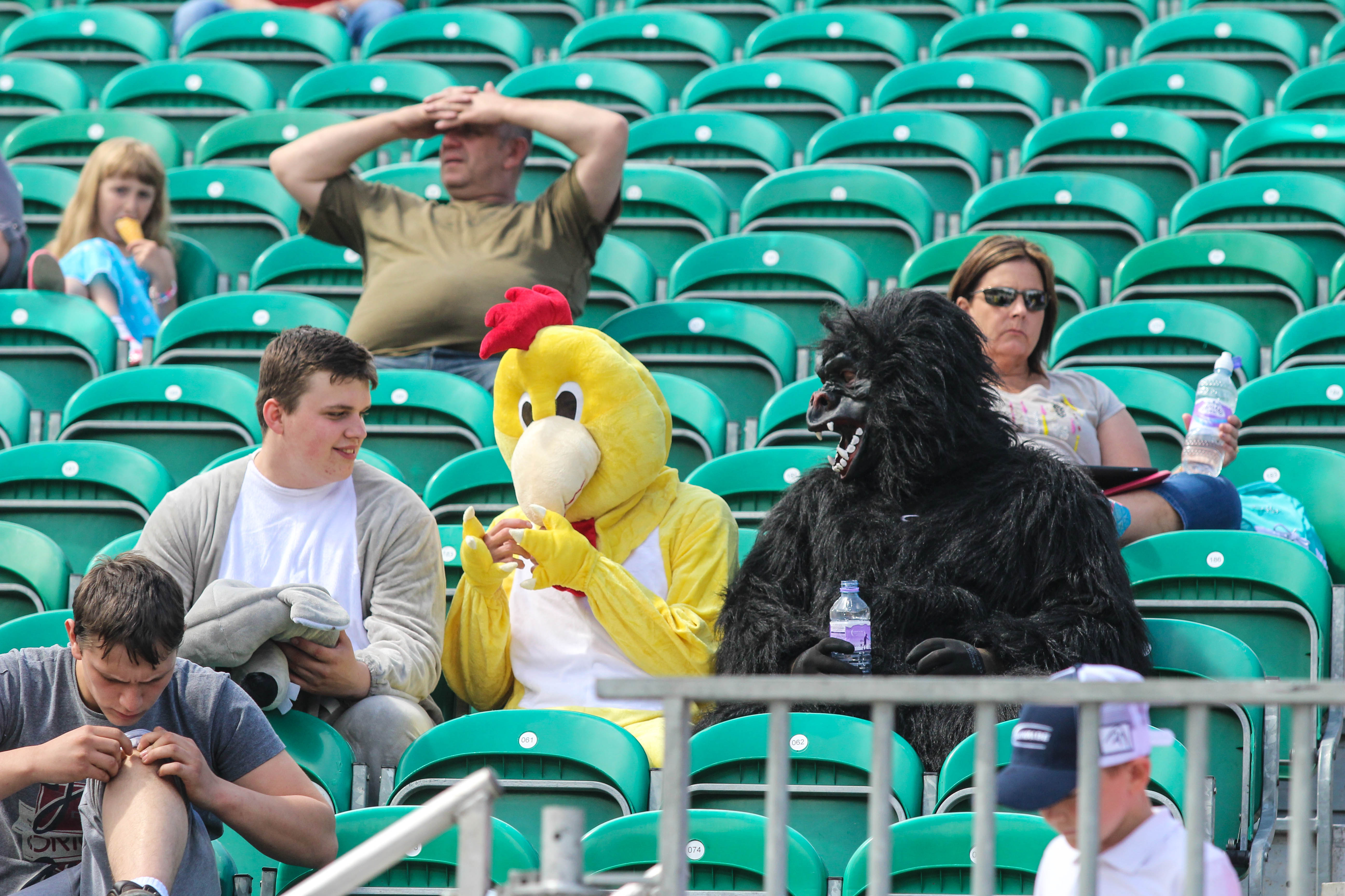 There's a lot going on in this shot. That chicken is explaining something that the gorilla thinks is hilarious.