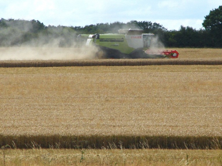 Bez: “Receding Hare Lines”