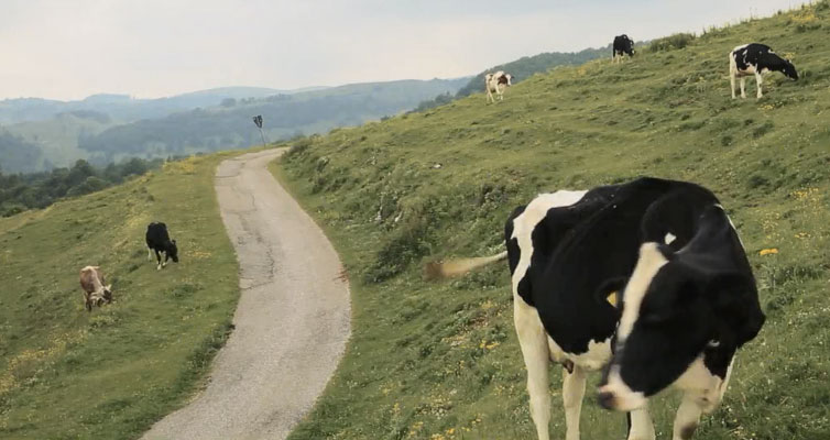 Watch: A Toast To The Cycling Life