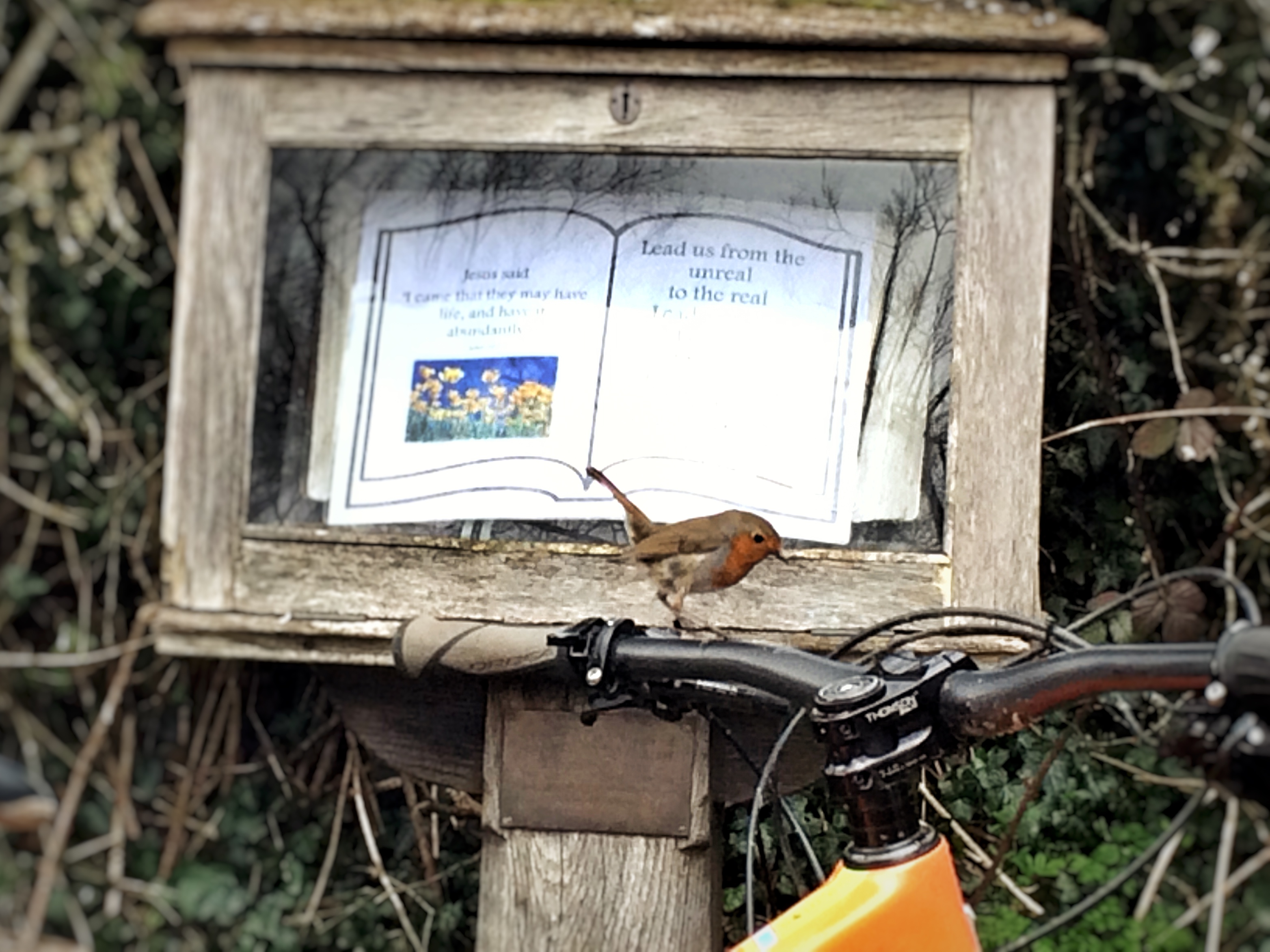 30 Days of Biking Robin