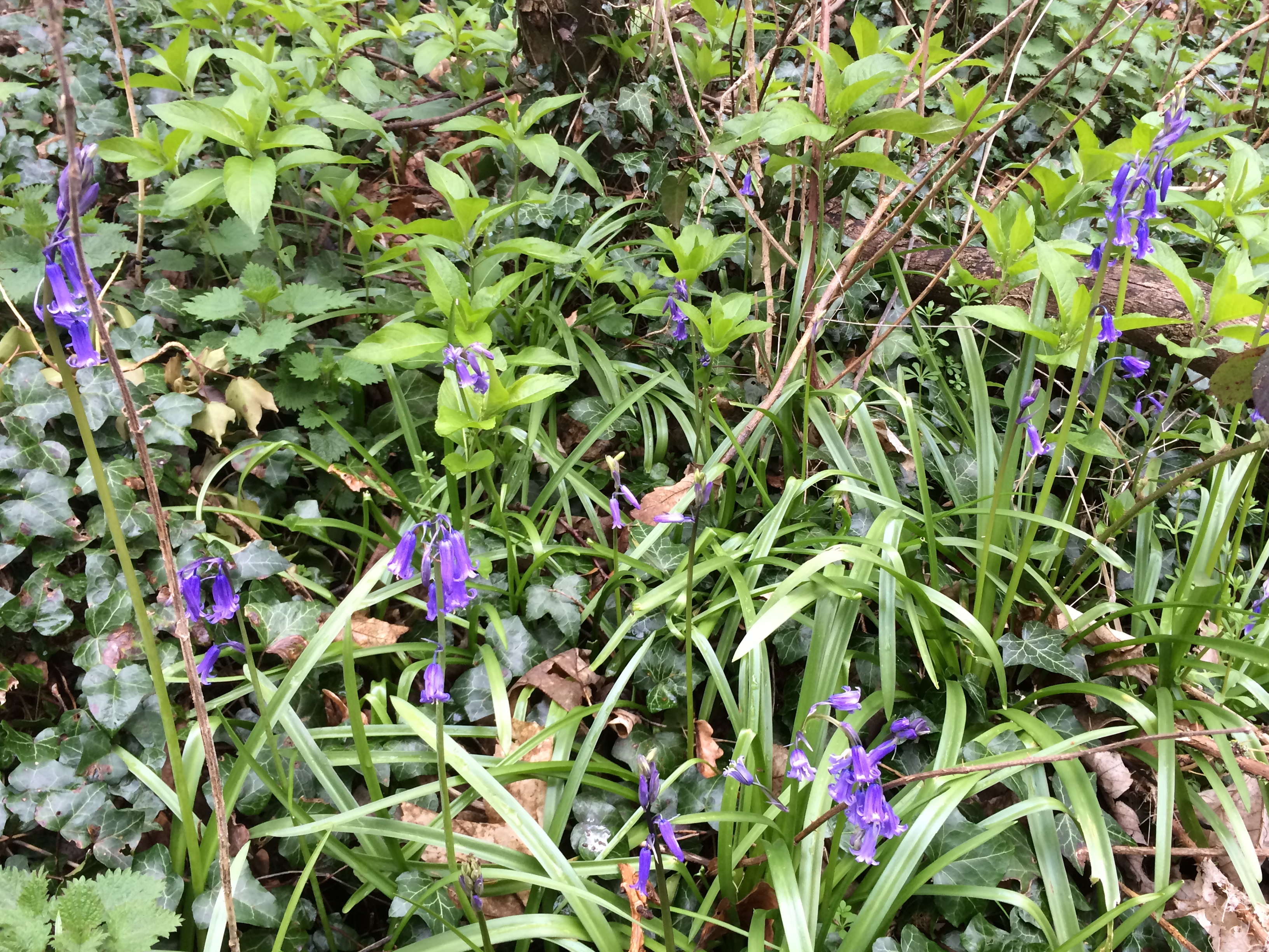30 Days of Biking Bluebells