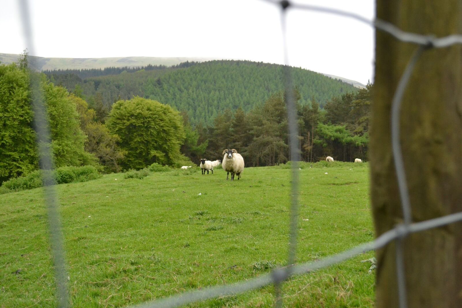 sheep