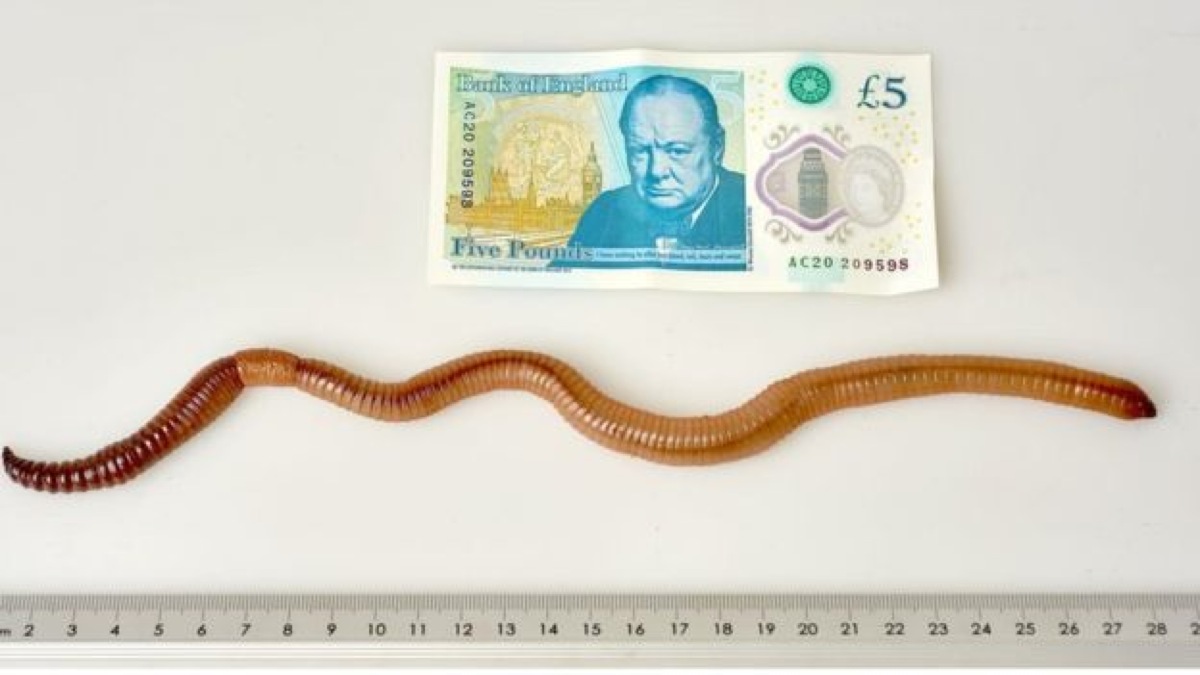 dave-the-worm