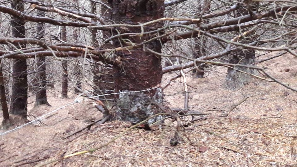 barb-wire