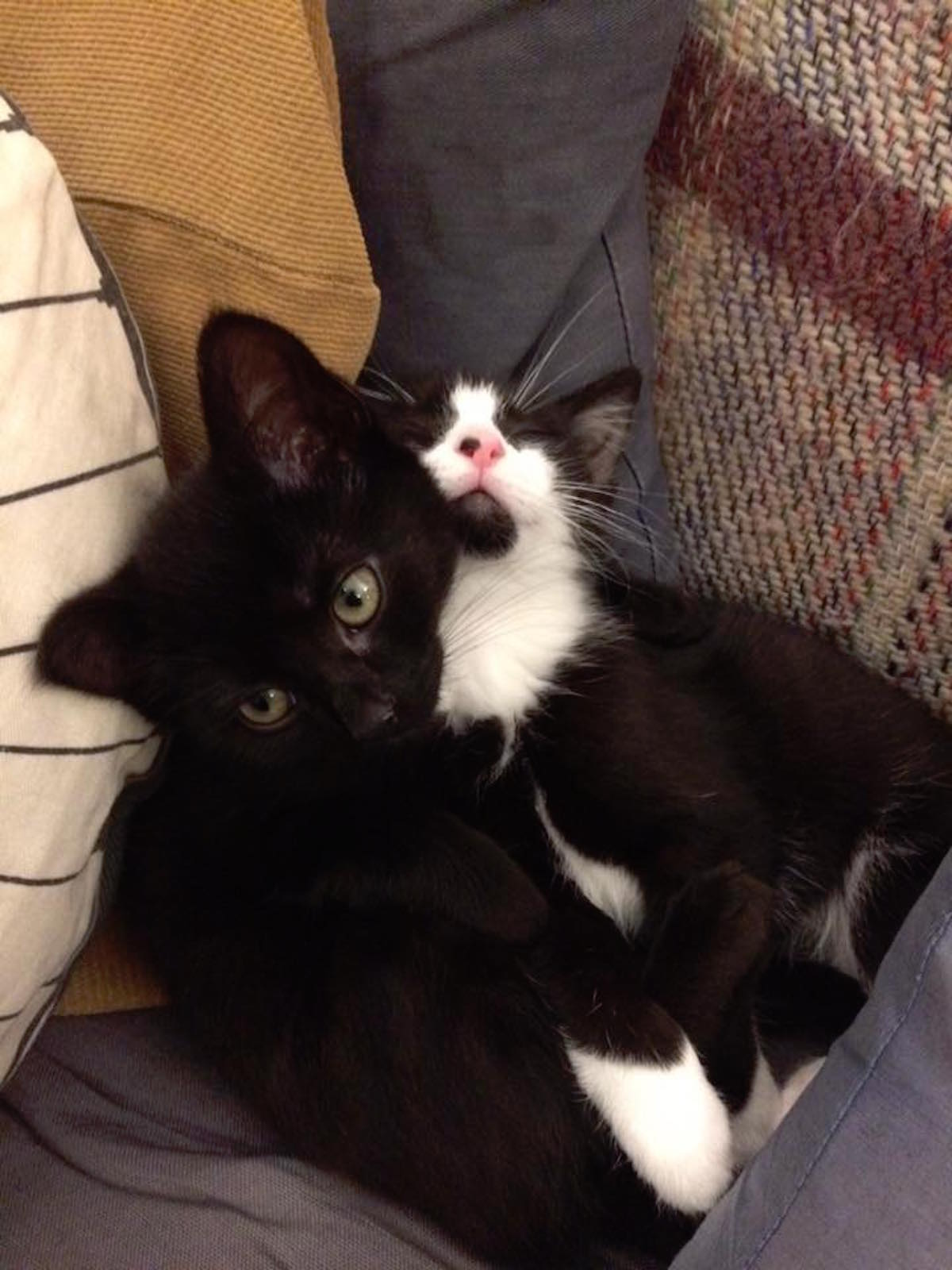 cat kitten