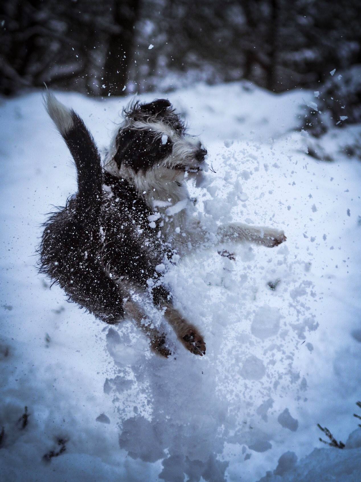 rachel sokal tom nash olly oli townsend snow fatbike fatbiking dog puppy monday morning debrief lake district mountain tom hill whiskey