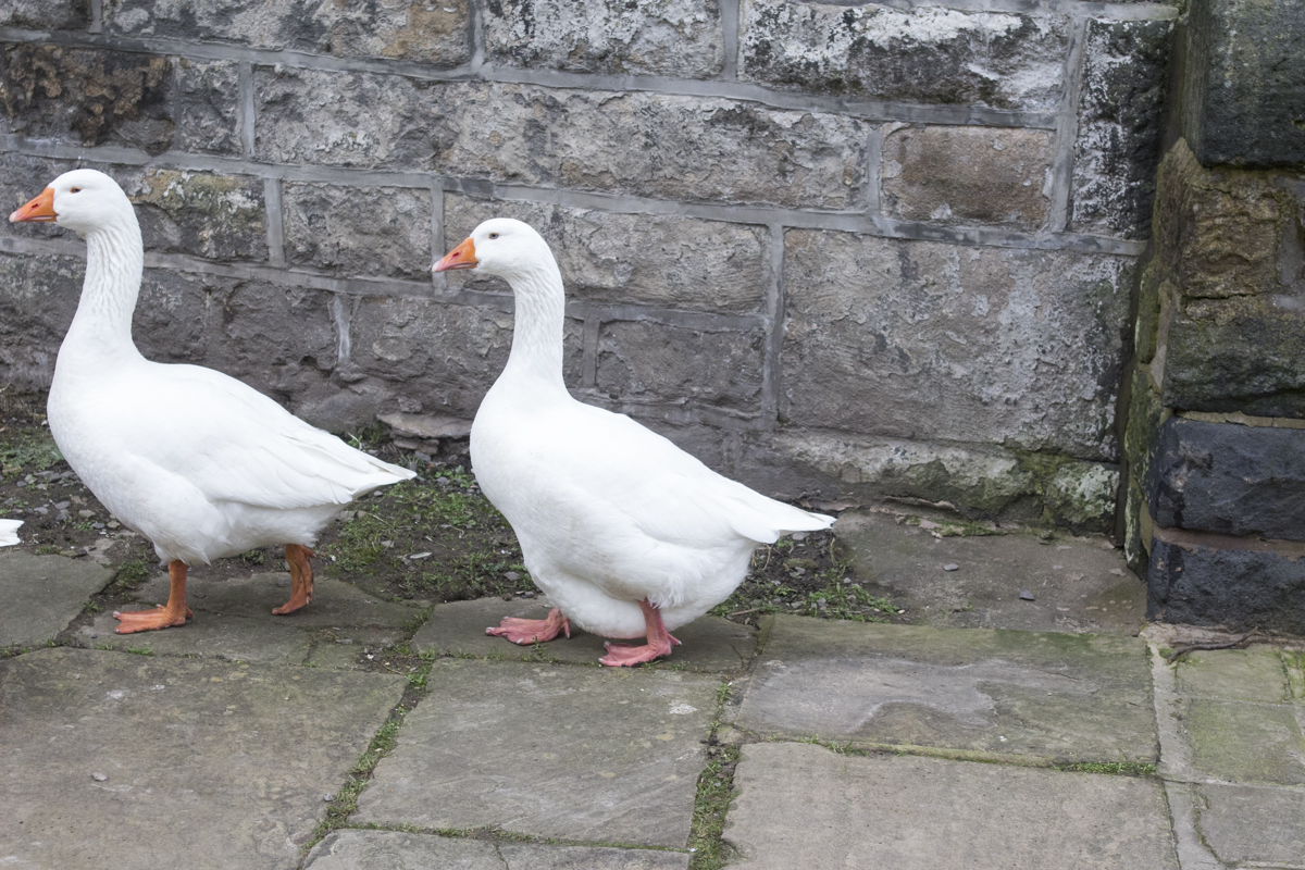 Geese