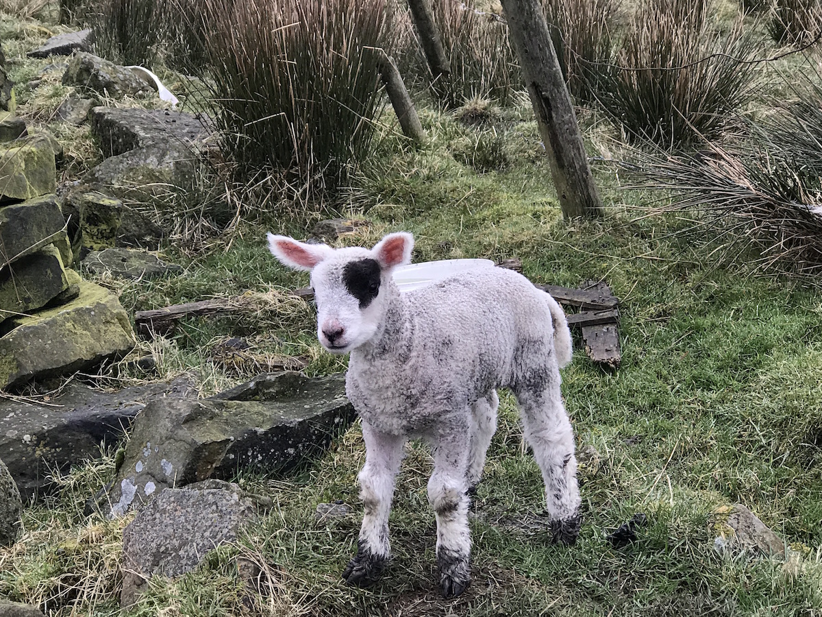 lamb sheep hannah