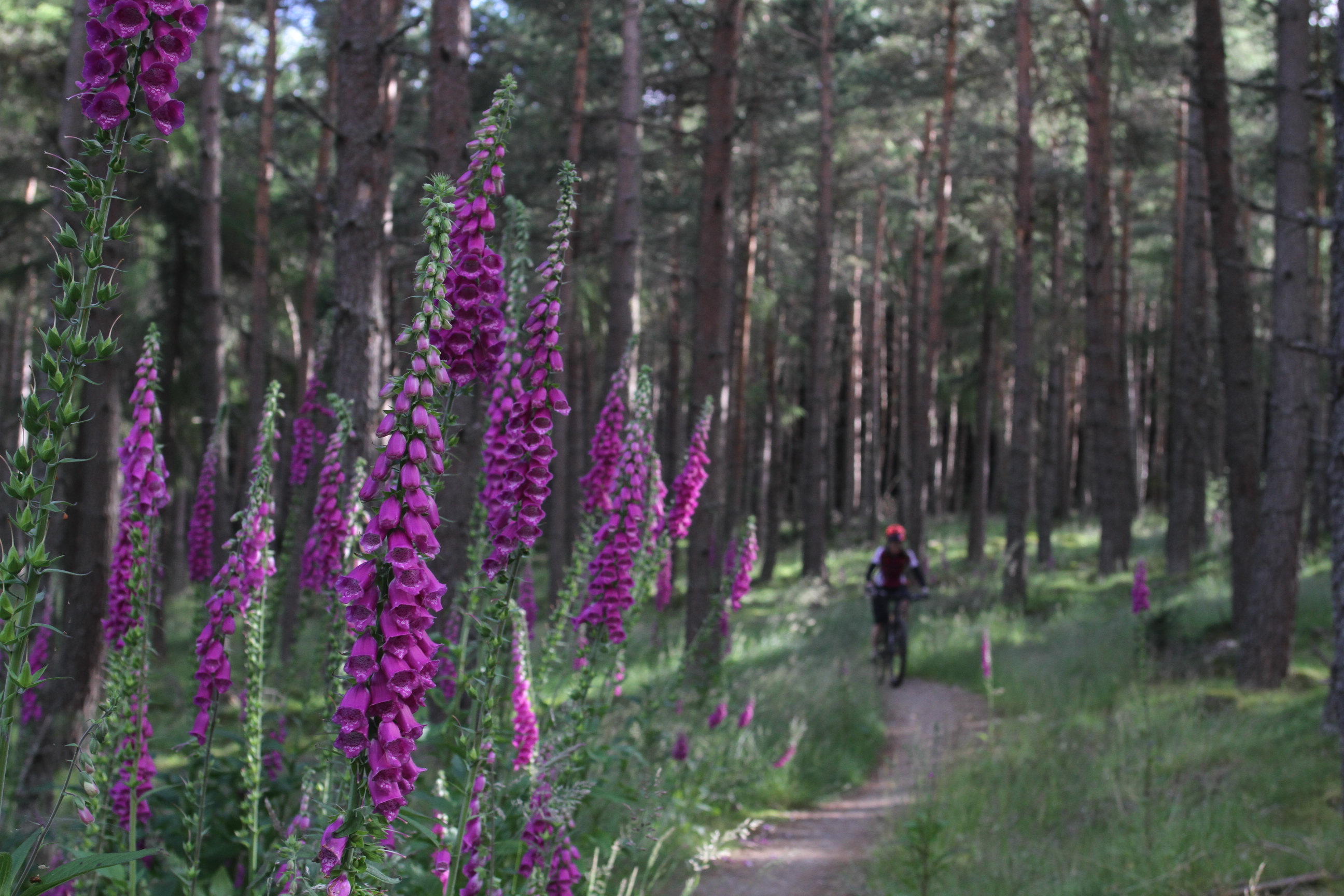 Eco Adventure