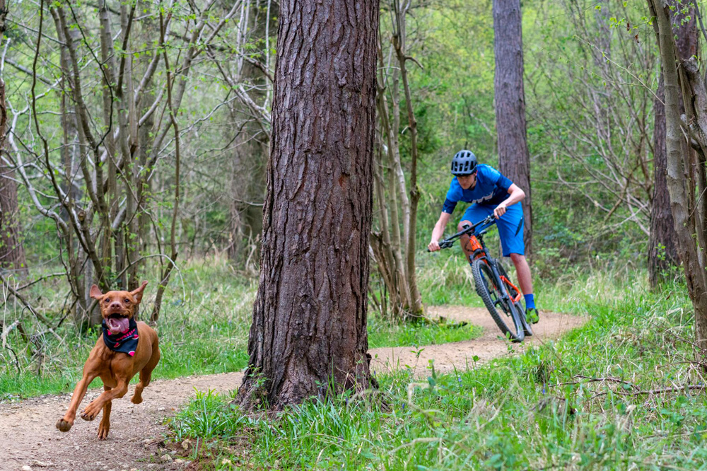 ruby trail dog morvelo
