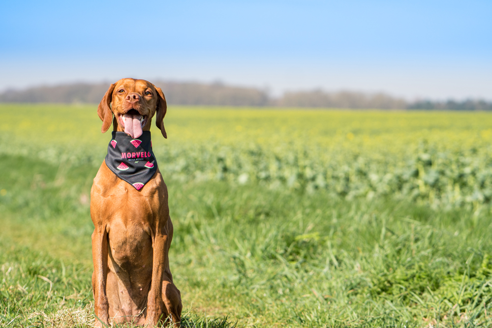 Video: Ruby The Trail Dog