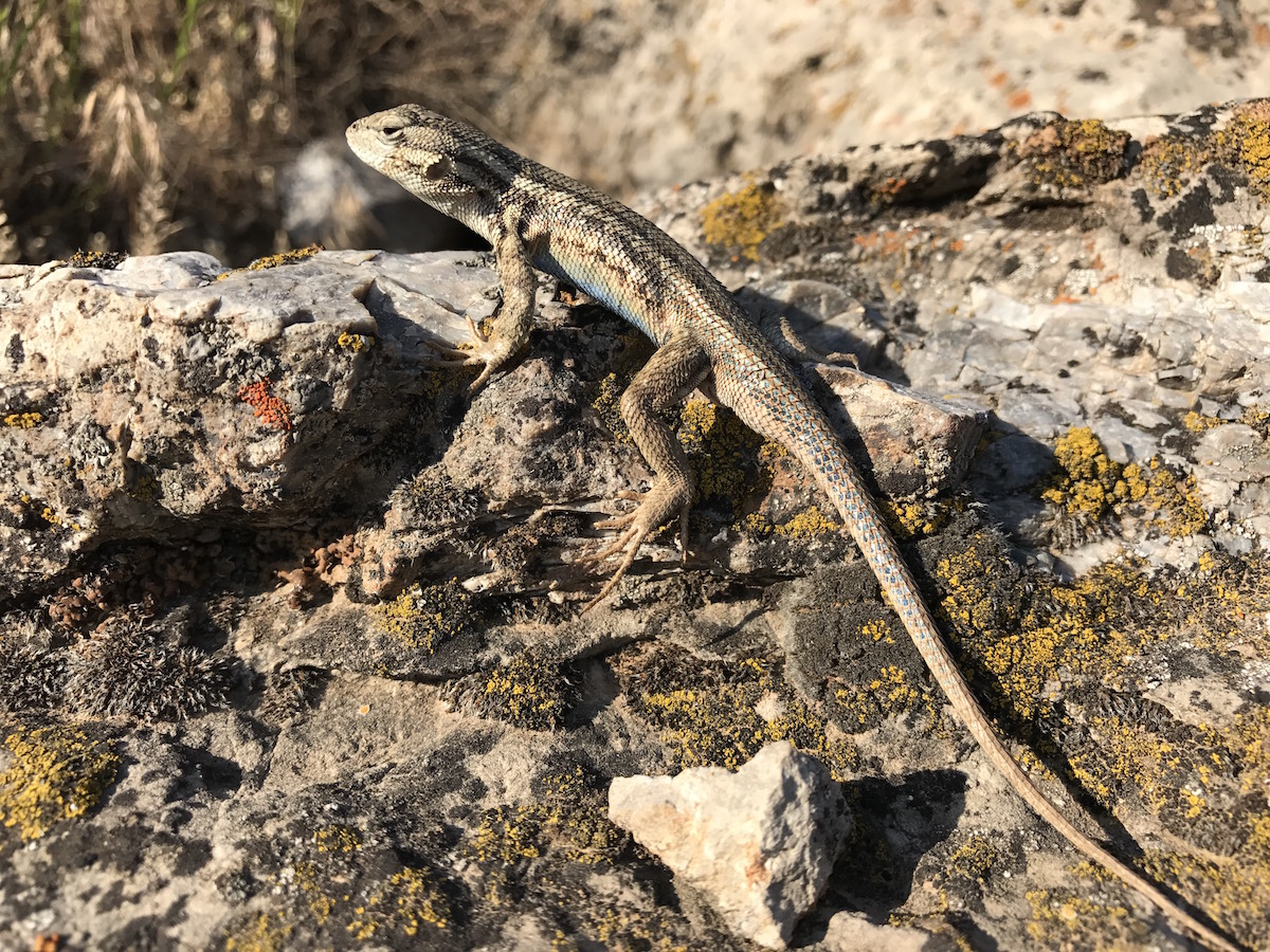 lizard