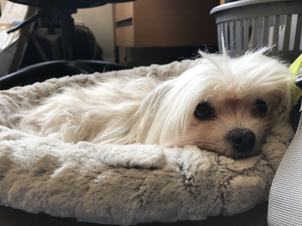 dog pooch