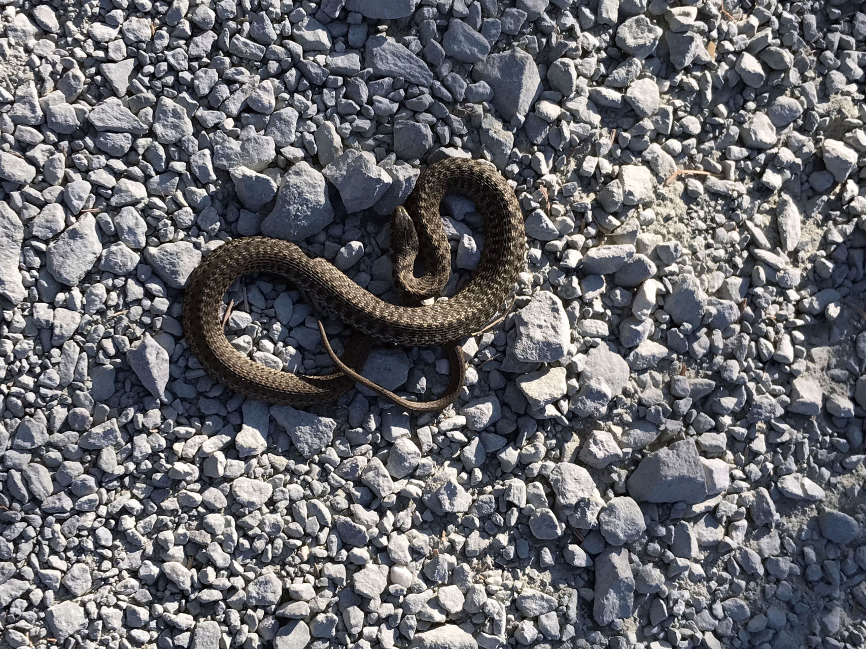 Tito Tomasi - The Quest, Episode 6