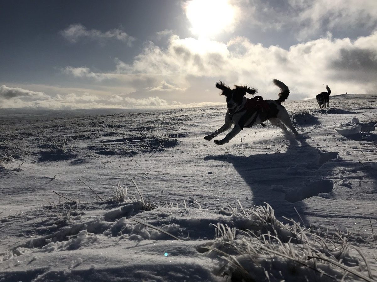 snow spaniel