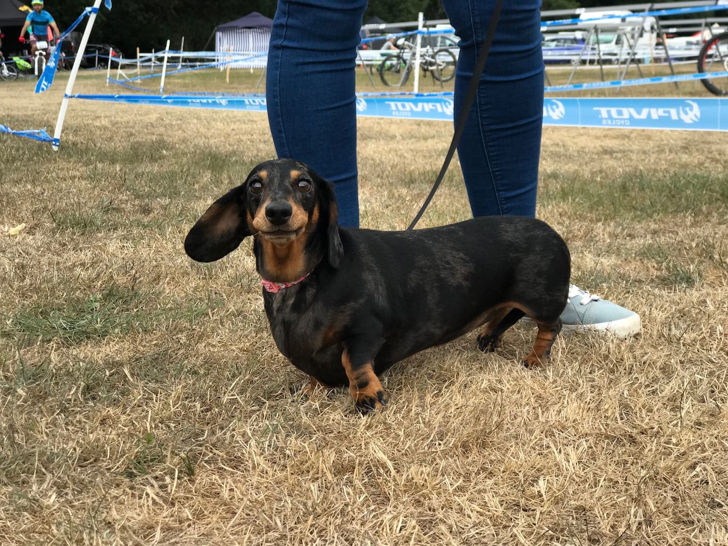 dog pivot twentyfour12 daschund sausage