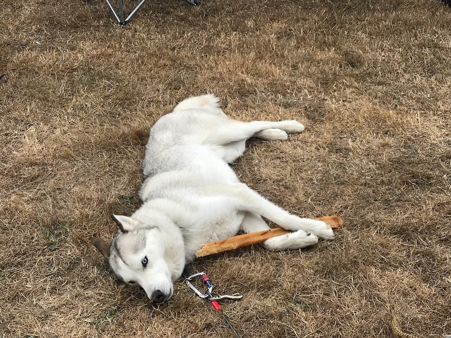 dog pivot twentyfour12 husky