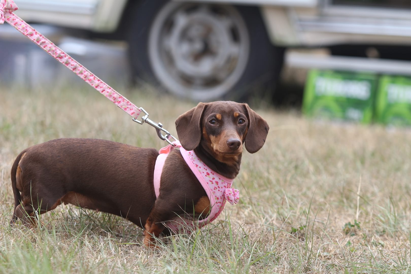 dog pivot twentyfour12 sausage dog