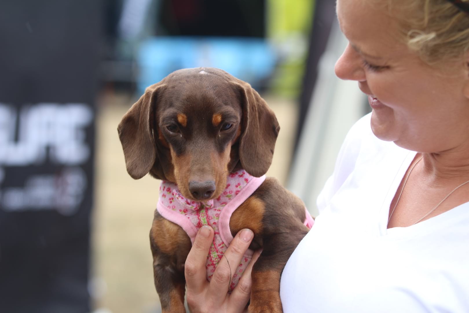 dog pivot twentyfour12 sausage dog daschund