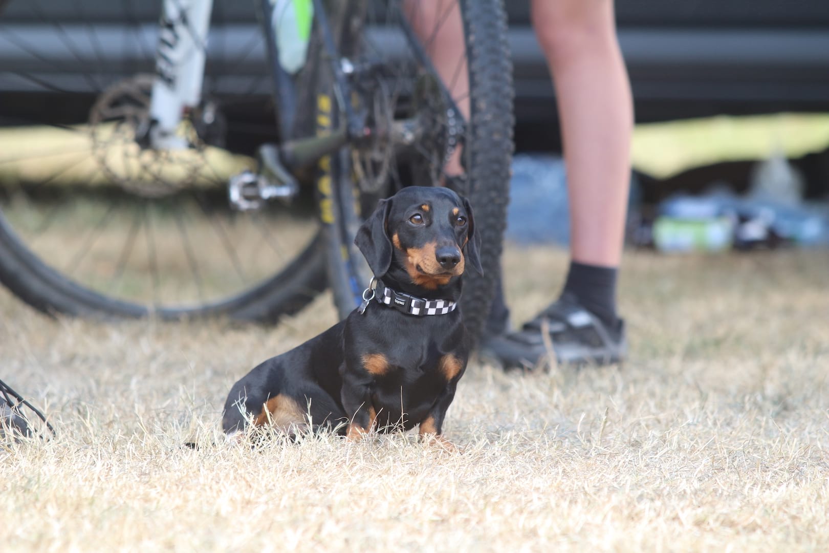 dog pivot twentyfour12 daschund sausage