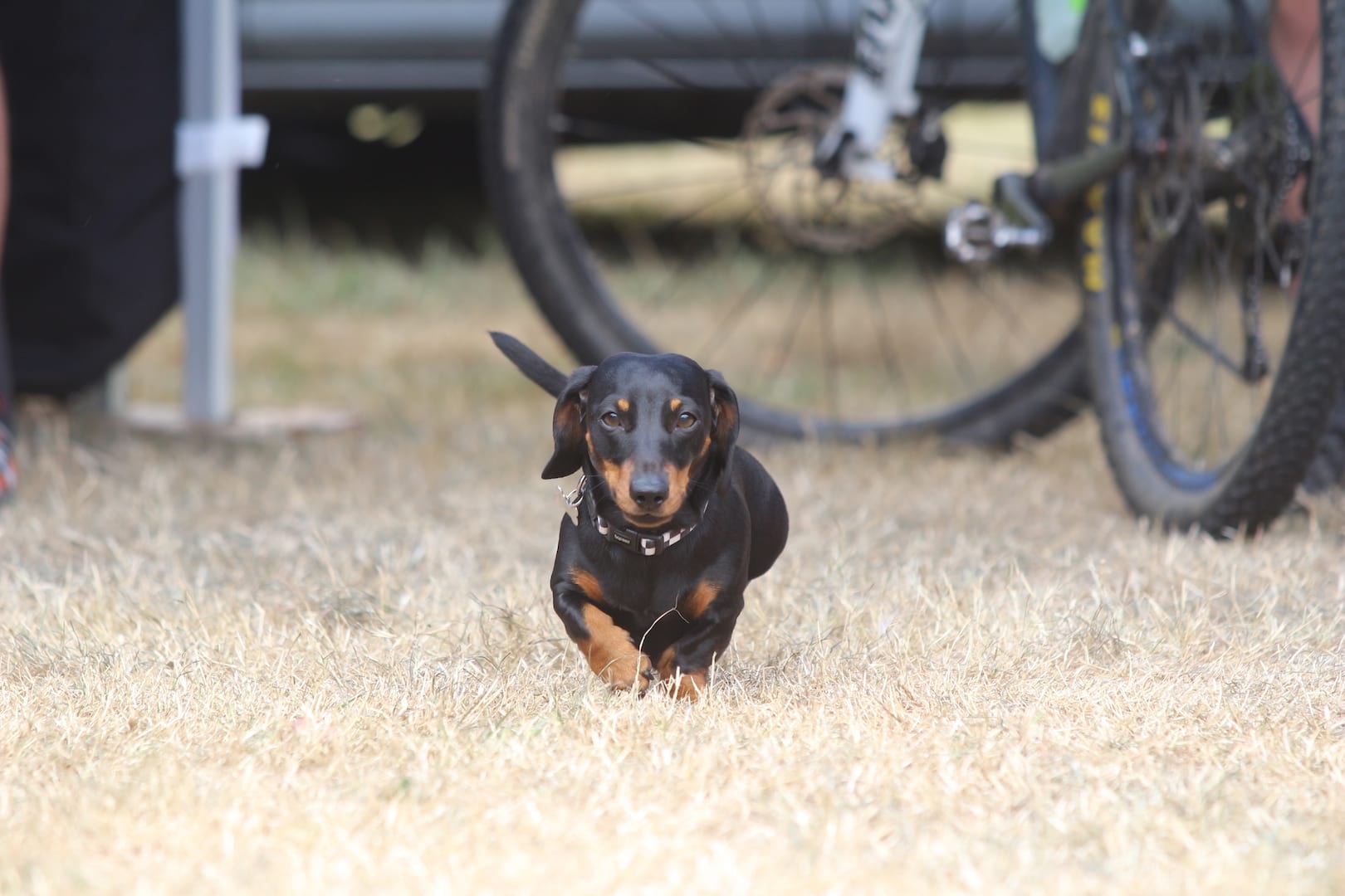 We Interview 13 Of The Most Outgoing Dogs At The Pivot TwentyFour12