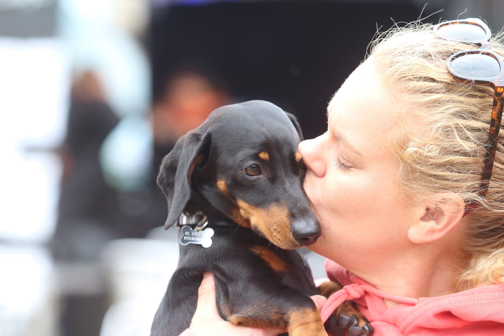 dog pivot twentyfour12 daschund sausage