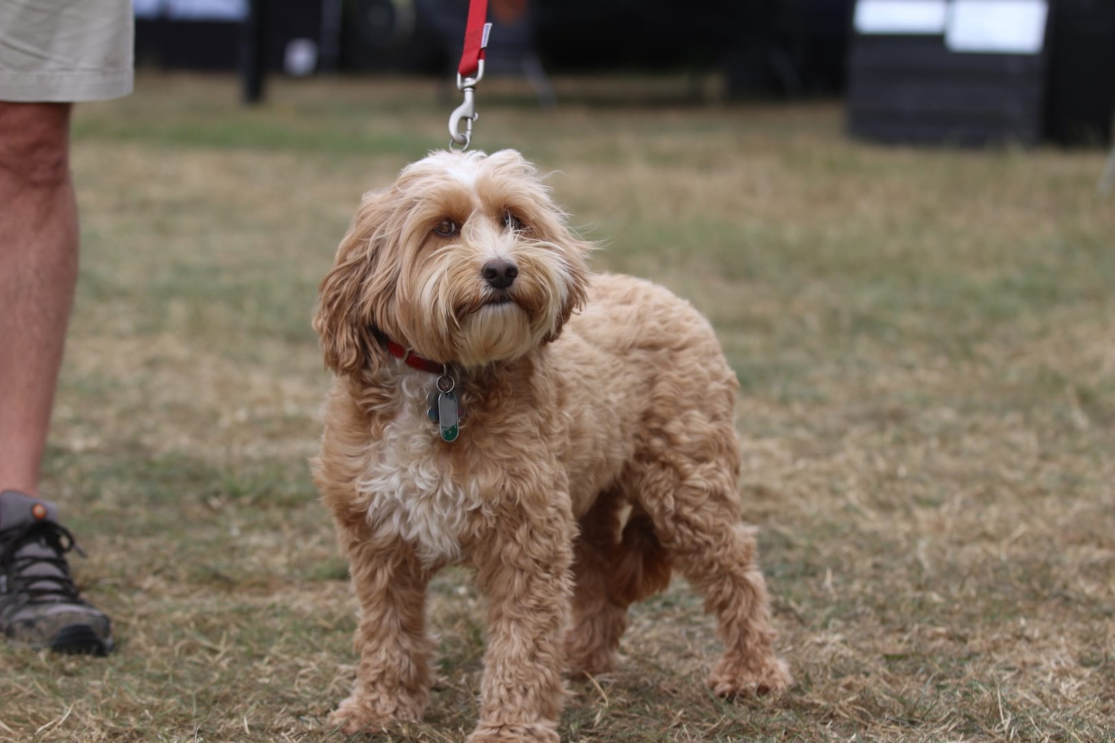 dog pivot twentyfour12 cockerpoo