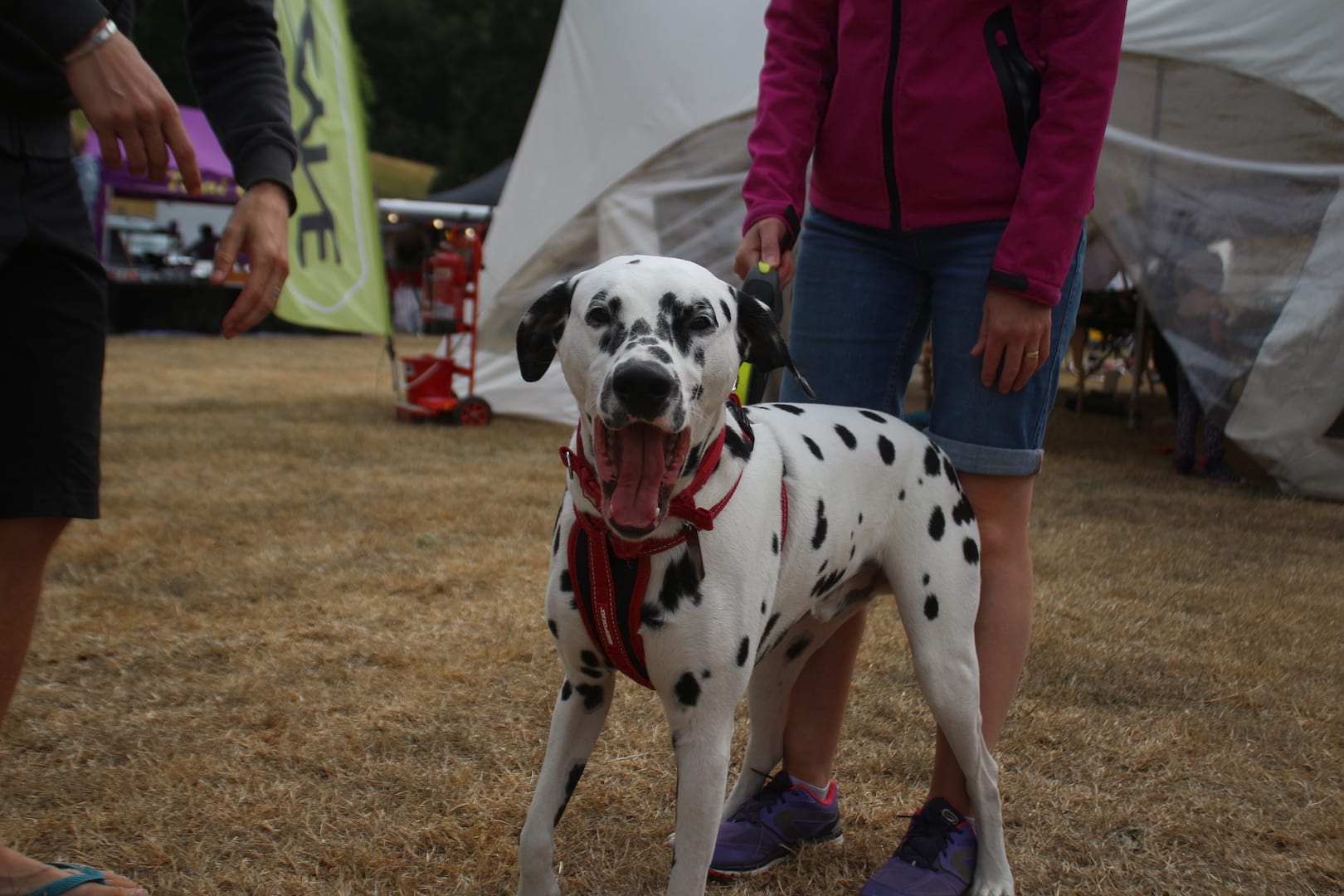 dog pivot twentyfour12 dalmation