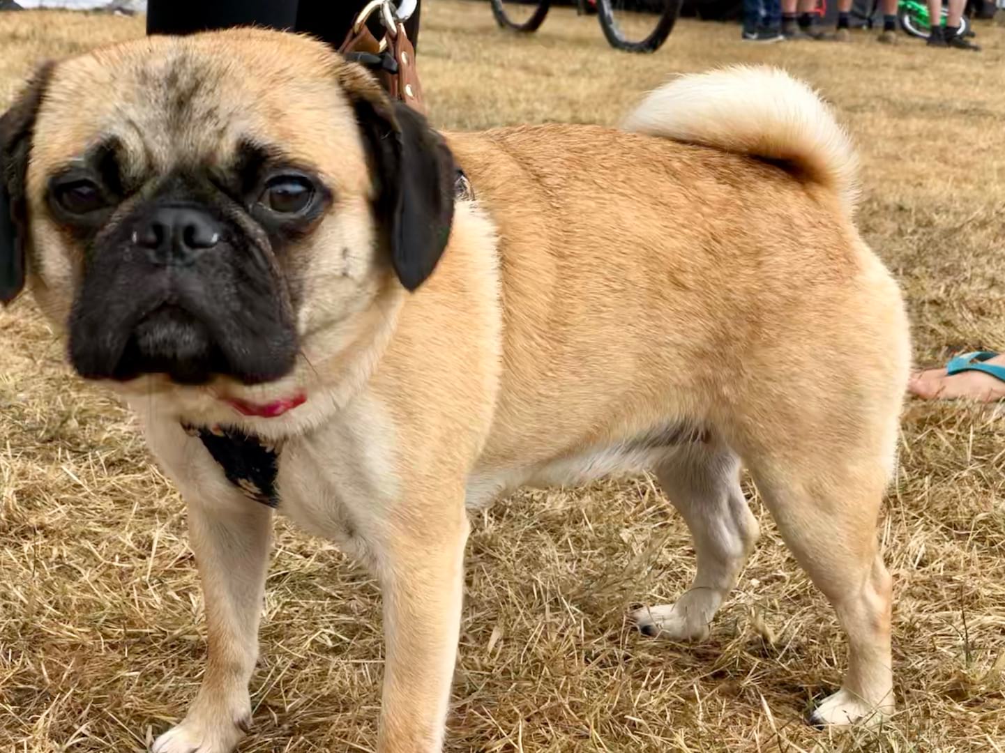 dog pivot twentyfour12 puggle