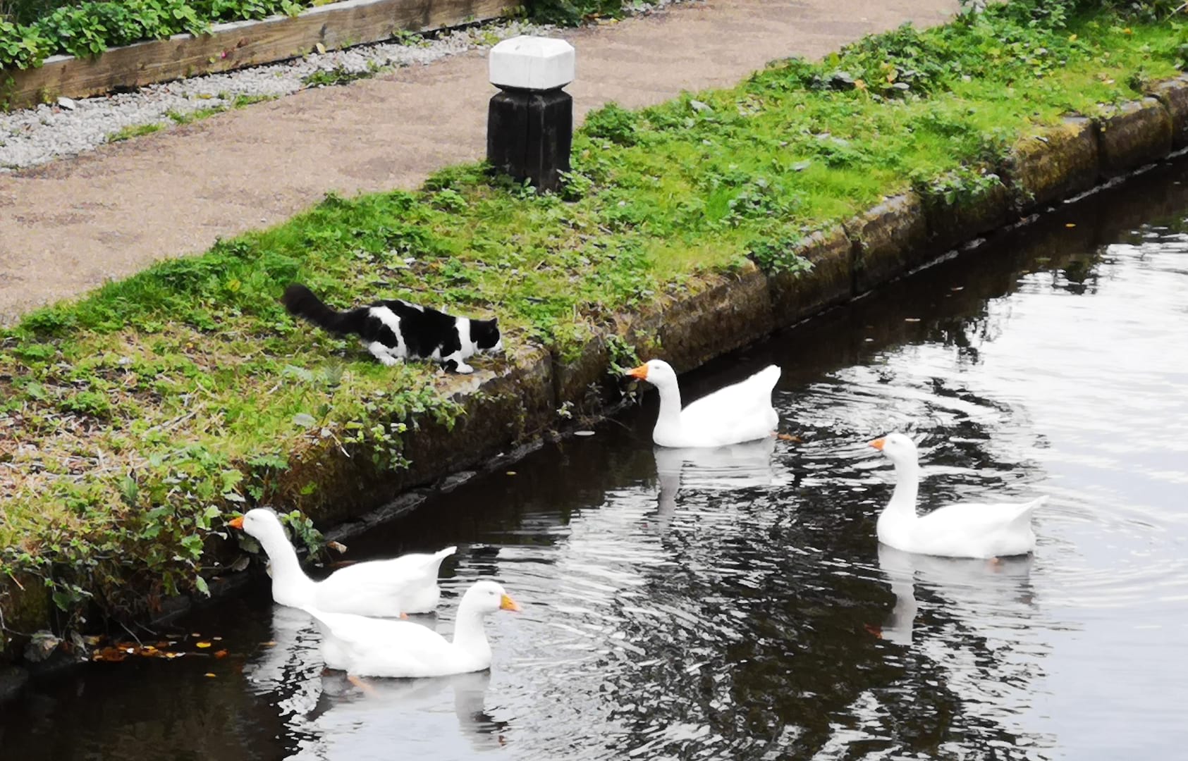 “All Hail Our Animal Overlords” – Fresh Goods Friday 417