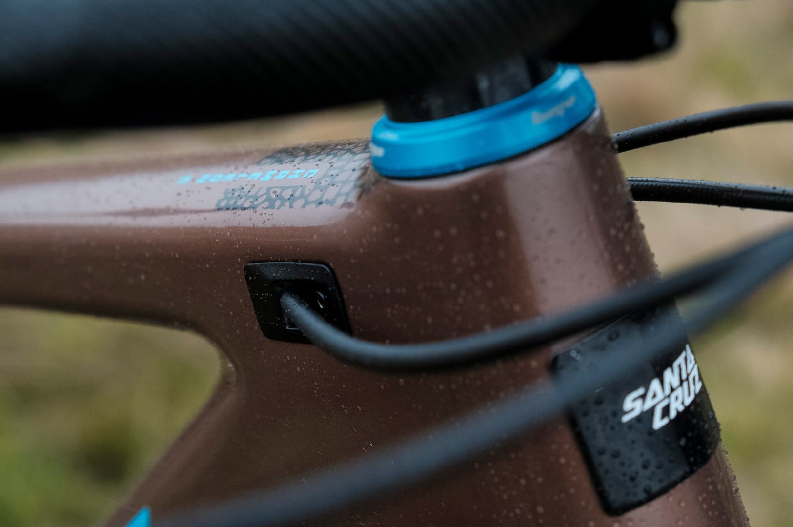 santa cruz chameleon