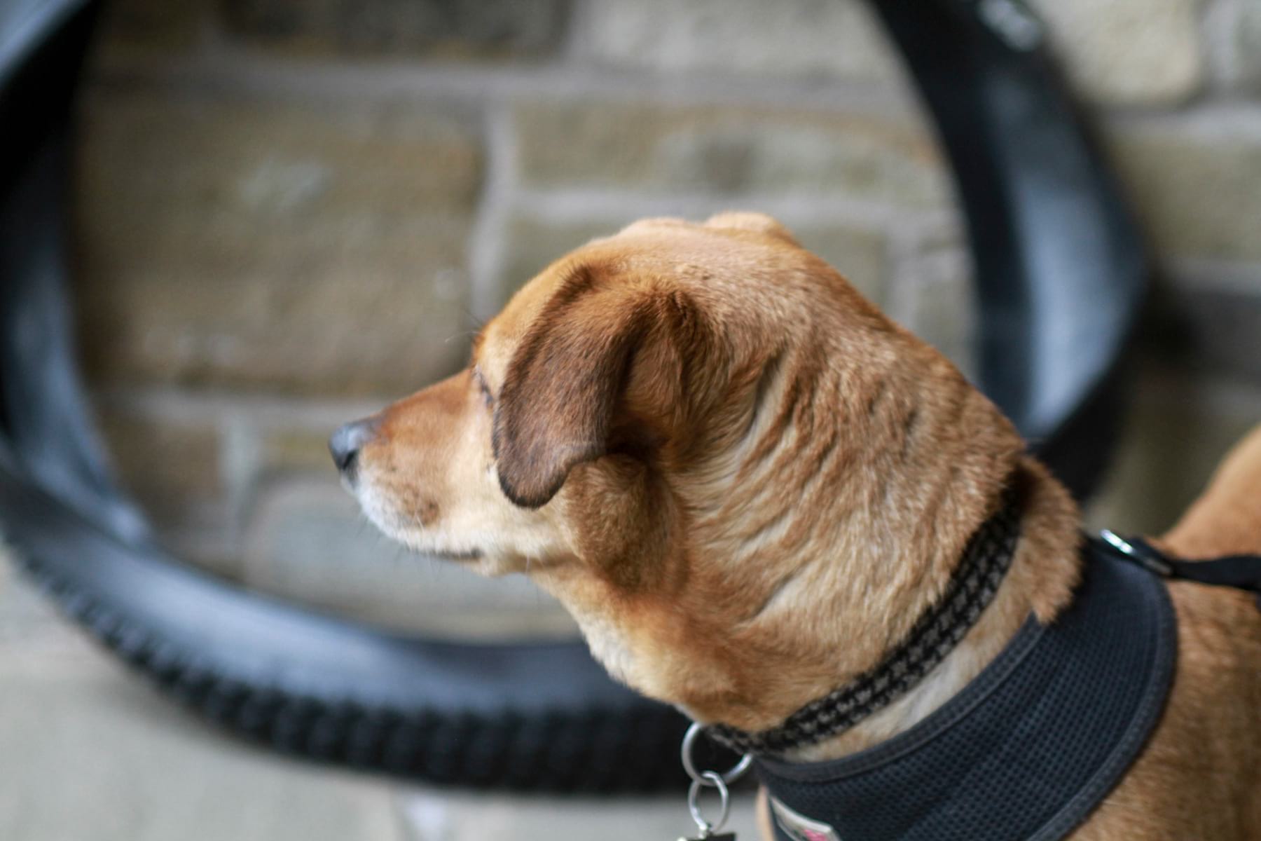 Fresh Goods Friday 442 | Tyres, flat shoes and bikepacking goodies