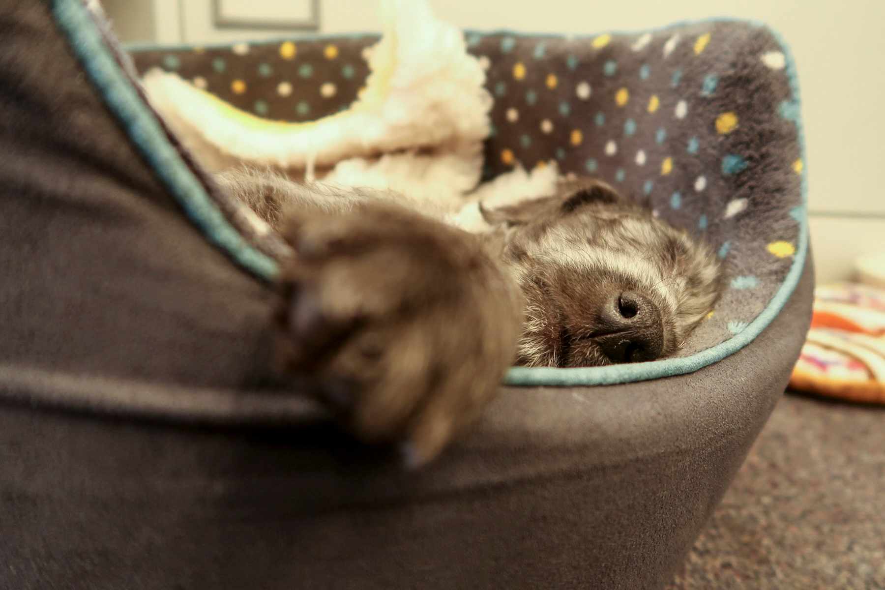 A bike, a puppy, a donut conversion kit | Fresh Goods Friday 476