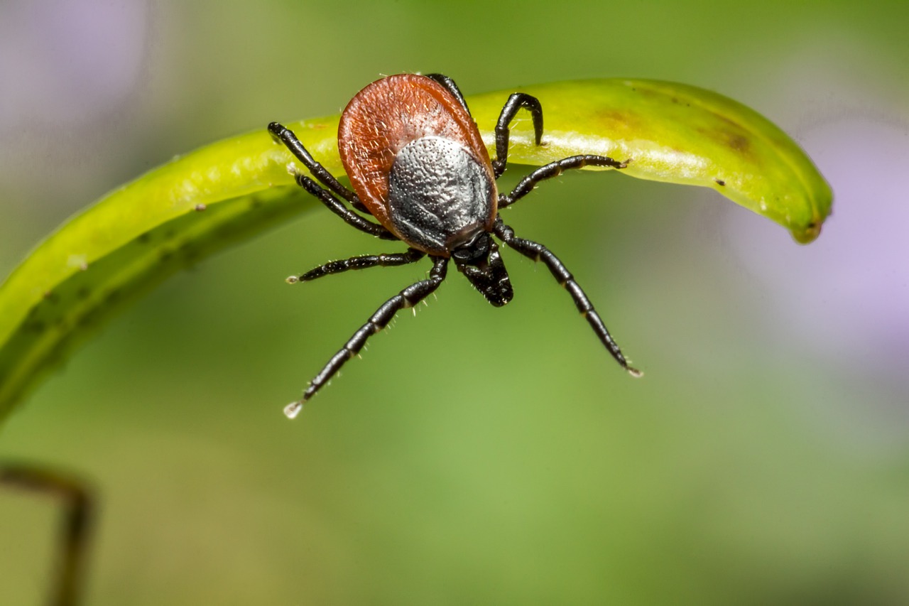 Ticks and Lyme Disease: Advice for Mountain Bikers