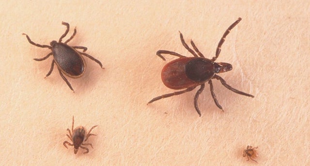 Ticks and Lyme Disease: Advice for Mountain Bikers