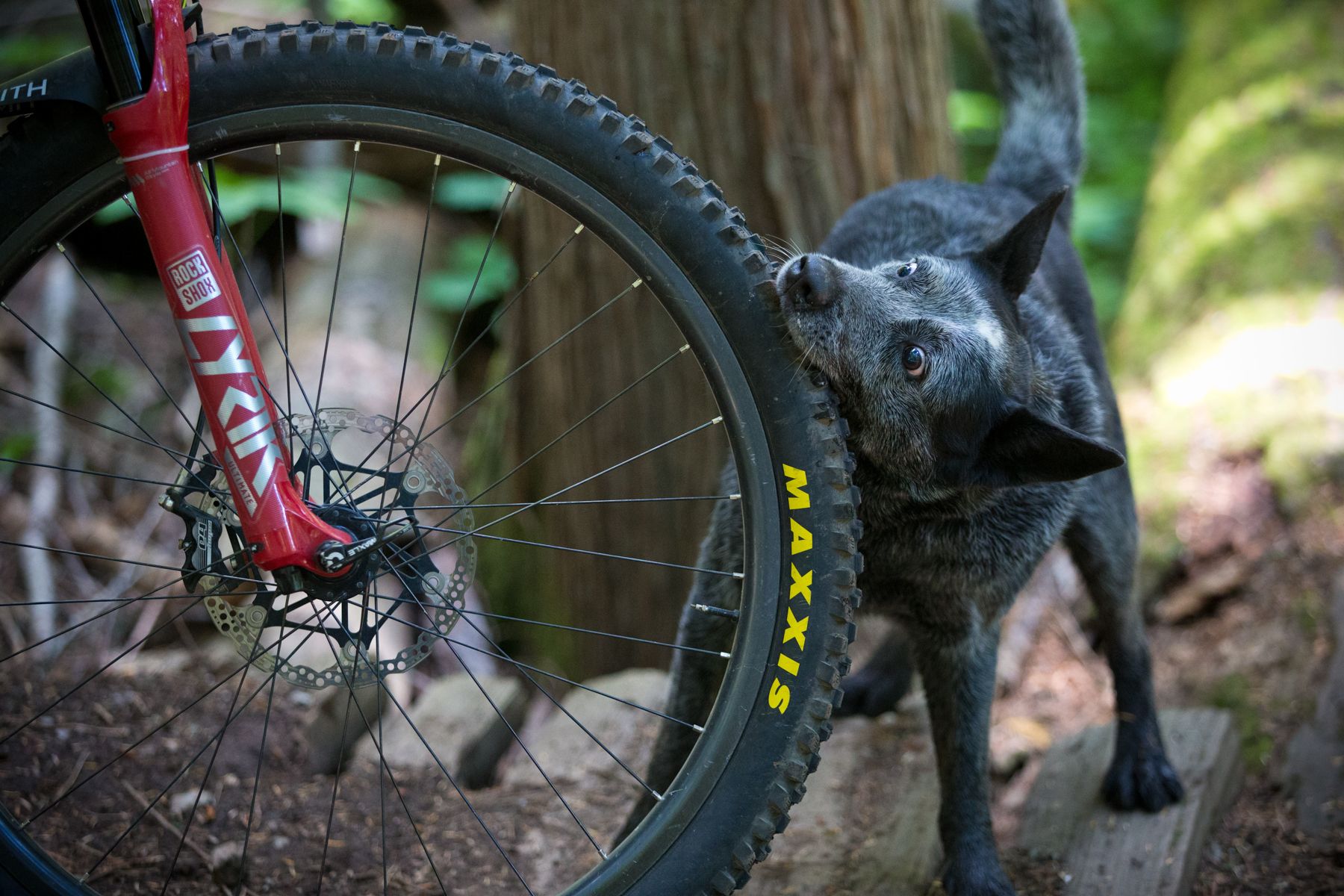 The Singletrack World Issue 137 Quiz