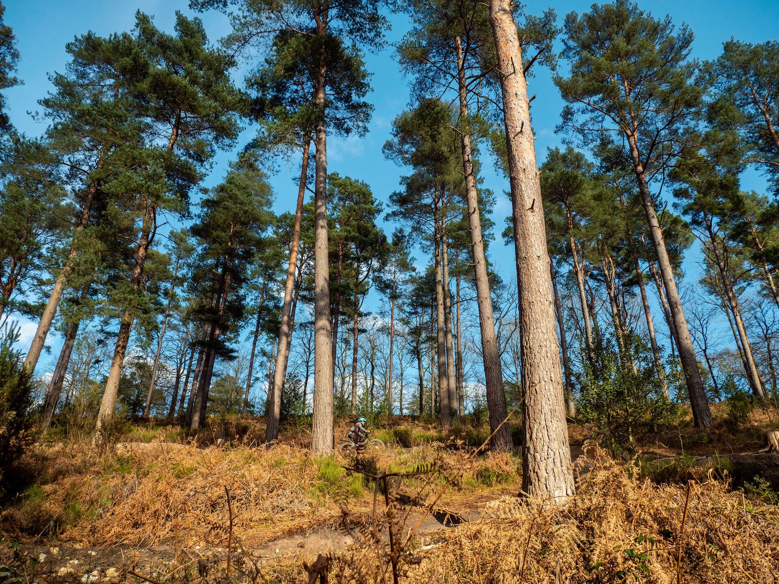 surrey hills ride classic komoot singletrackworld