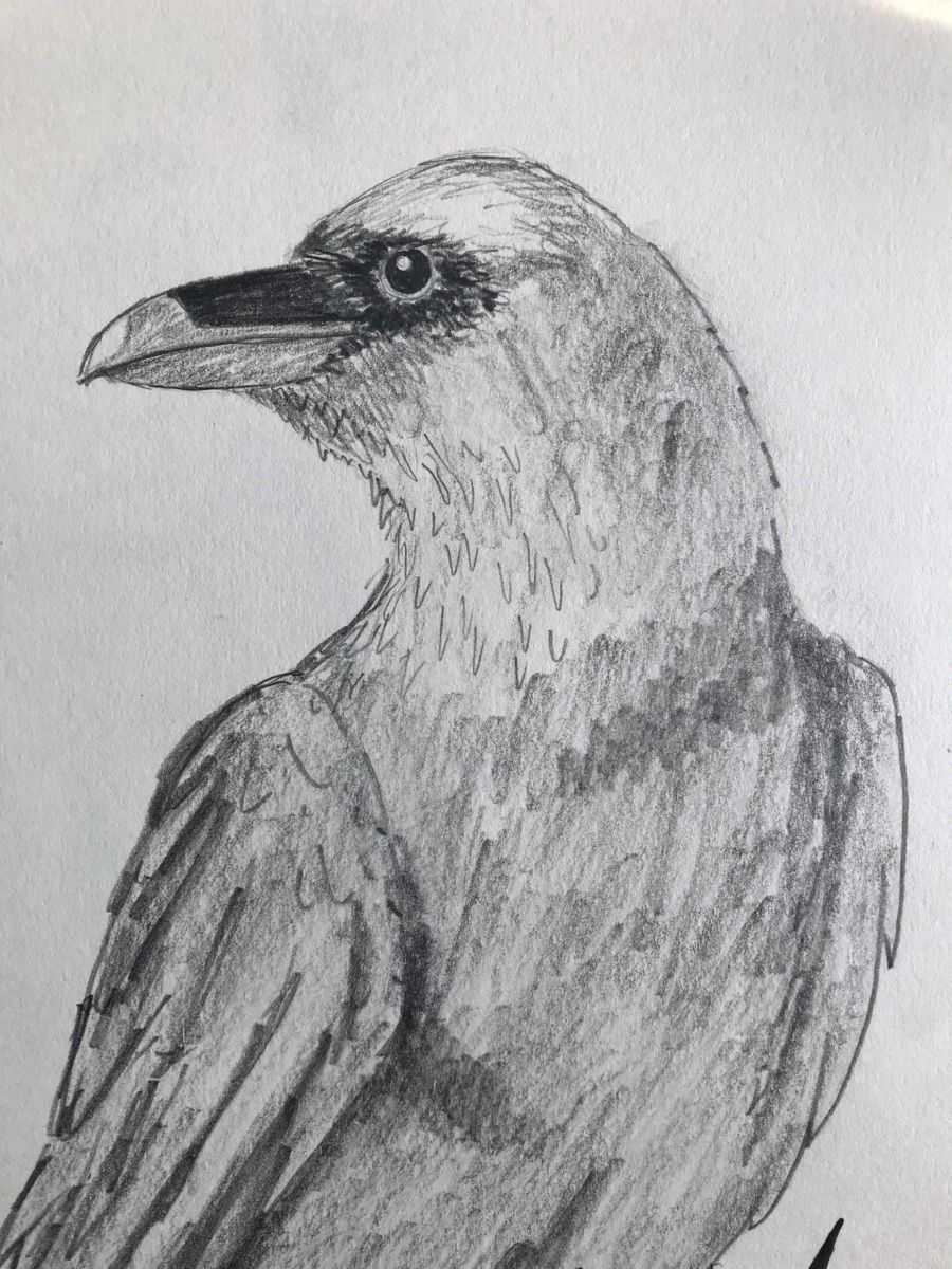 Raven nature
