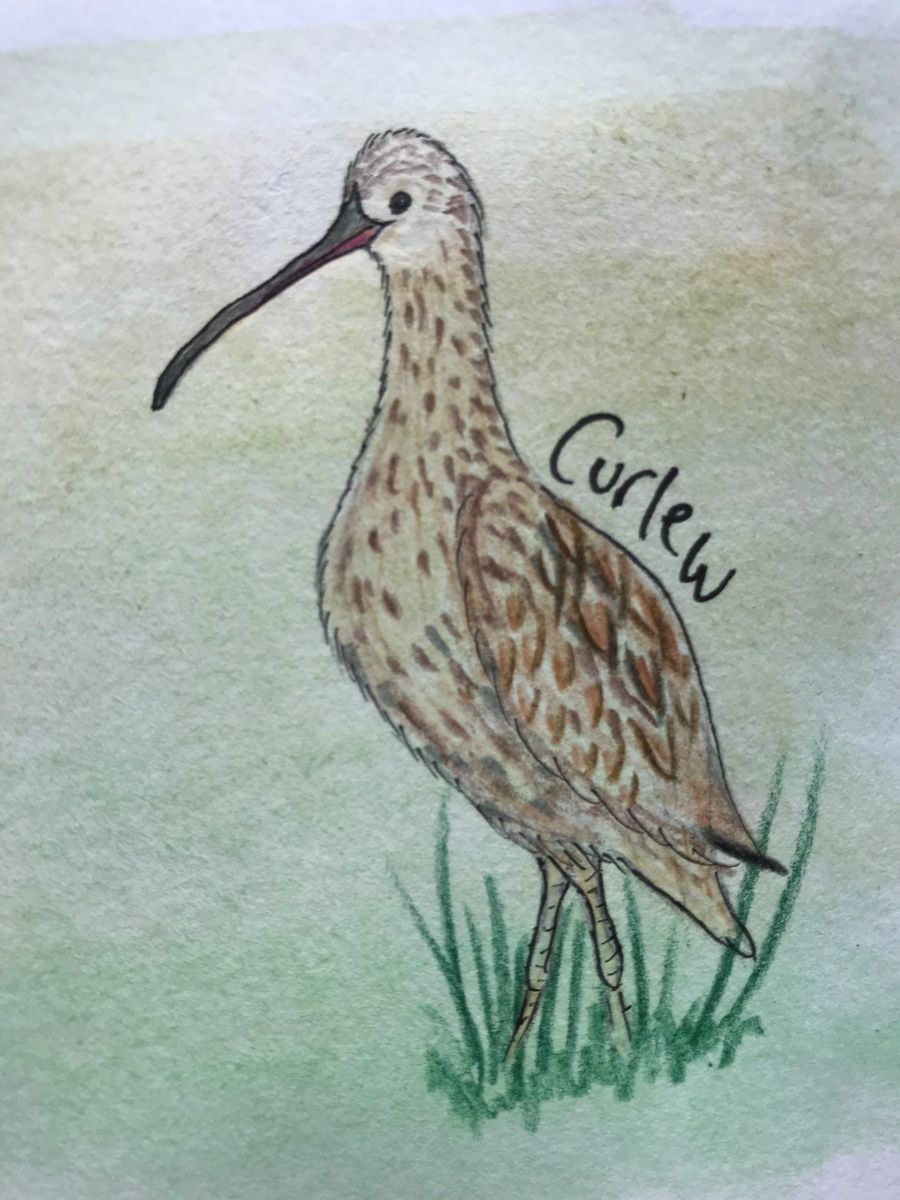 Curlew
