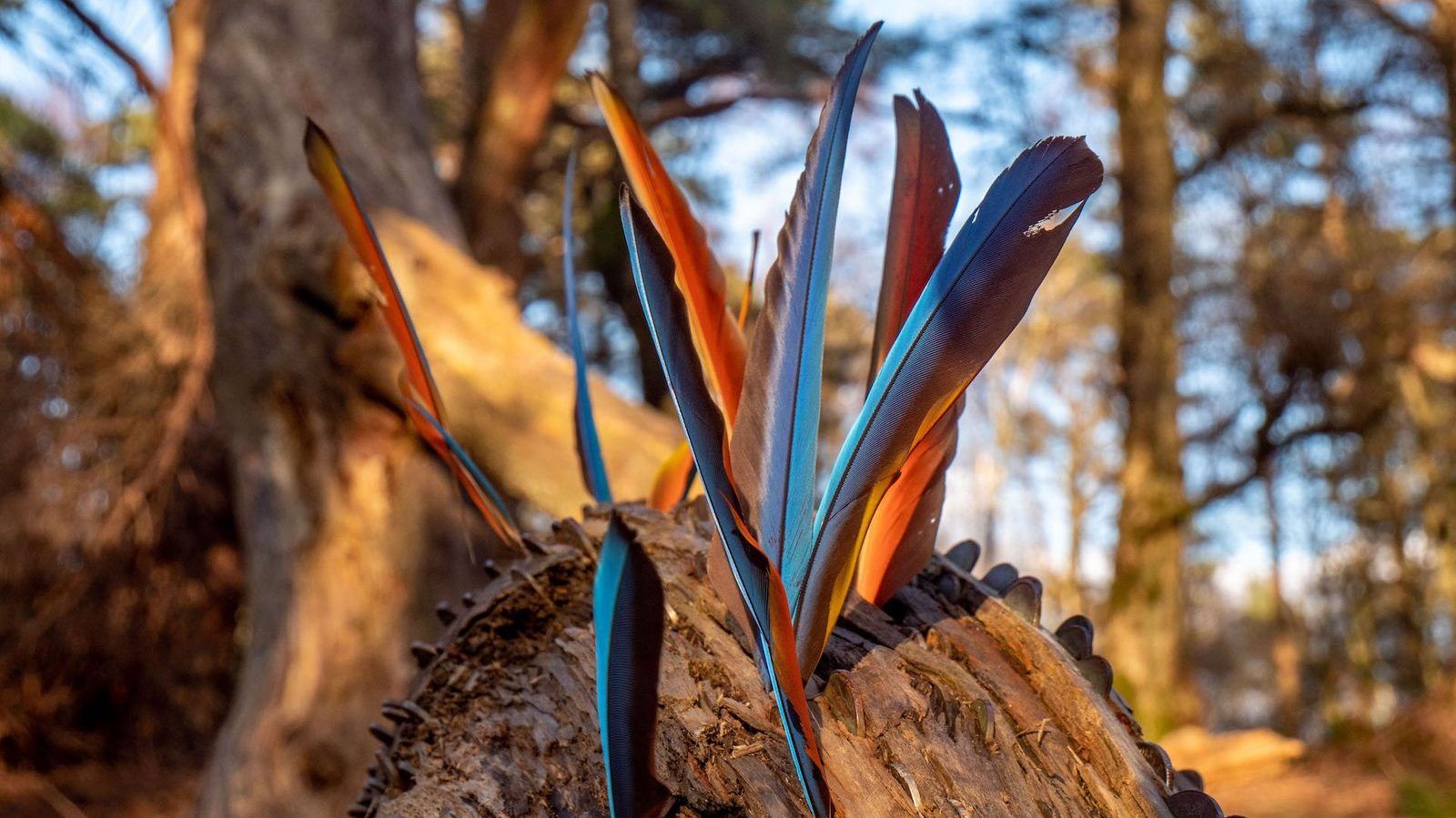 surrey hills ride classic komoot singletrackworld