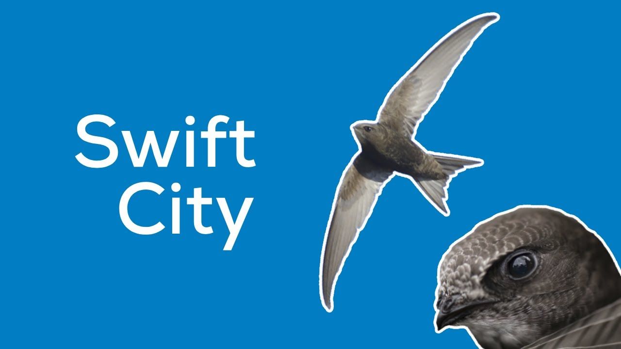 Ride with Some ‘Fantastic Wee Birds’ for Swift Awareness Week
