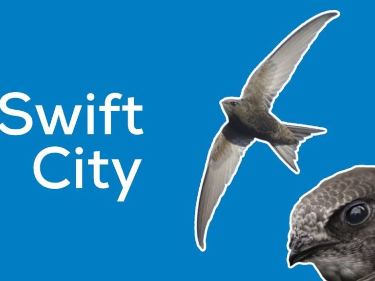 Ride with Some ‘Fantastic Wee Birds’ for Swift Awareness Week