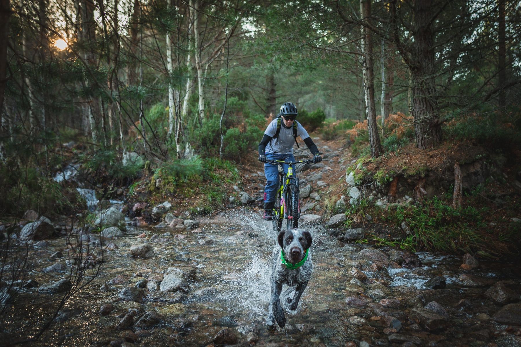 Bark and Ride
