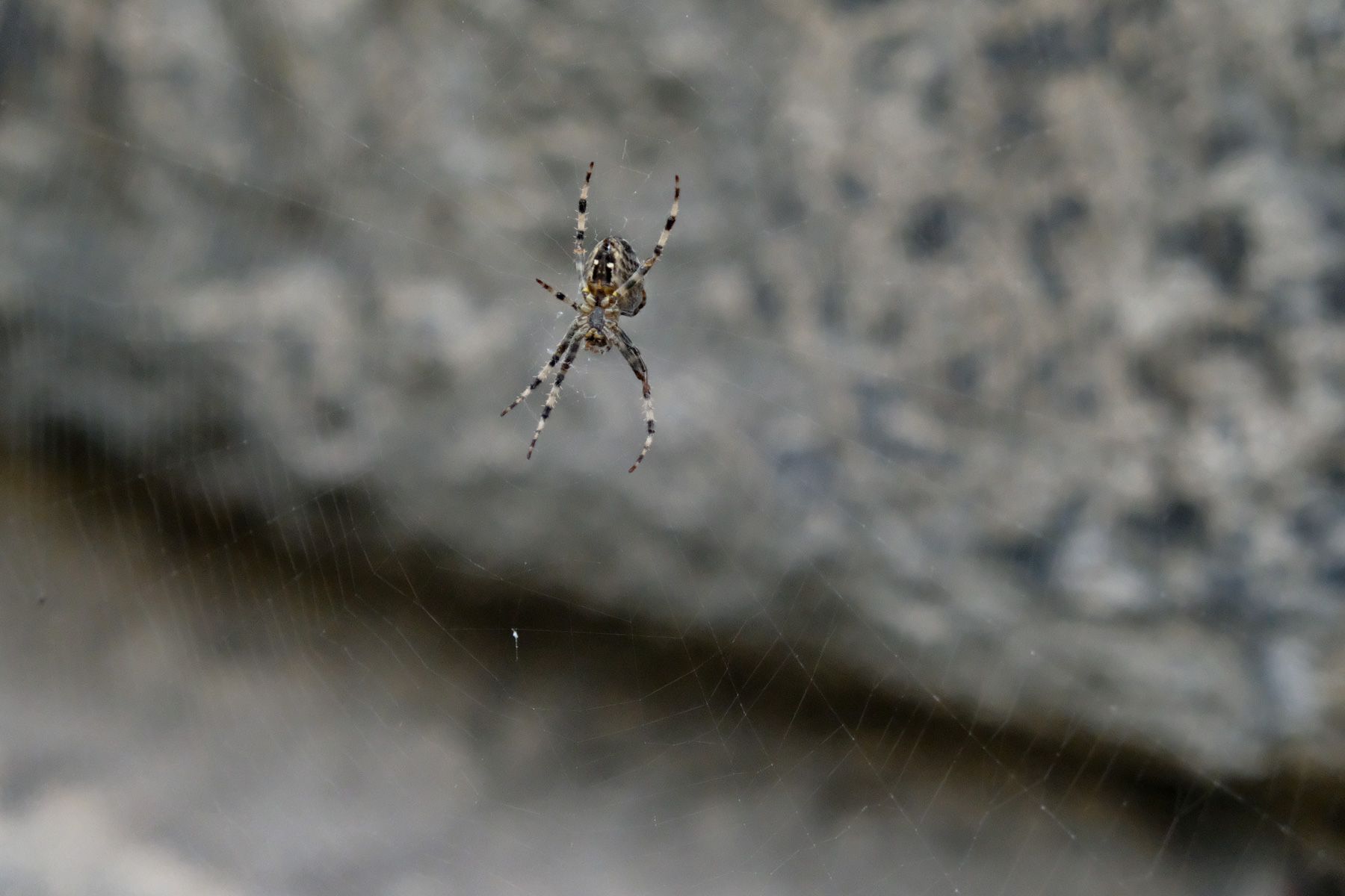 FGF 566 – Happy Days, Sad Days